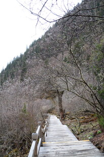 山间木栈道 静谧自然景
