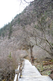 山间木栈道 静谧自然景