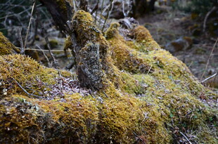 长满苔藓的古老树根