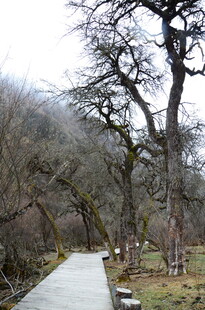 林间小道旁的枯树景观