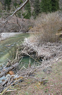 山间溪流边的自然景致