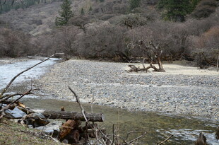 山间河滩枯木景象