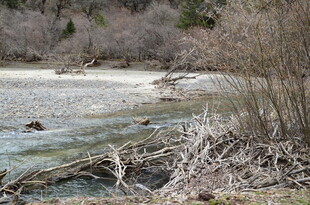 溪边枯枝与嬉戏的鸭子