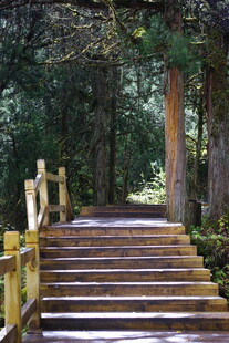 林间木质台阶 静谧美景