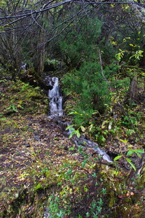 森林中的潺潺溪流