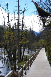 林间木栈道 自然风光美