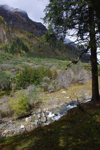 山间溪流旁的葱郁景致