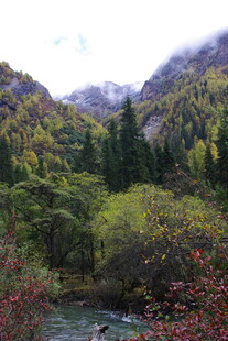 山间溪流旁的多彩森林