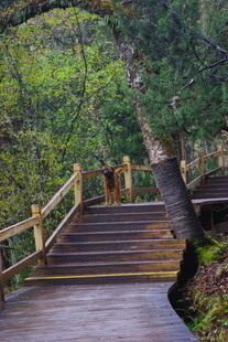 林间木栈道 自然好风光