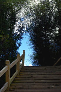 林间木梯通向蓝天