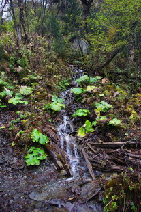 山林间的潺潺溪流