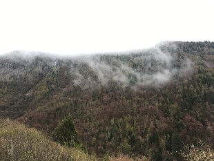 山间云雾缭绕的森林美景