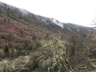 山间多彩树林景观