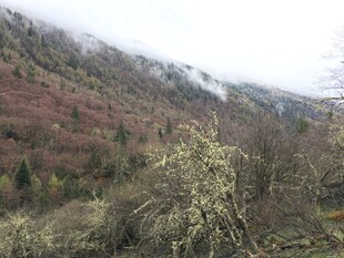 山间多彩植被景观