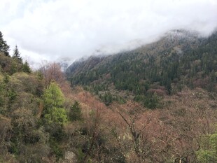 山间云雾缭绕的多彩林木