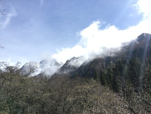 雪山下的葱郁山林