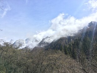 雪山下的葱郁山林