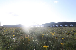 阳光照耀下的野花草原