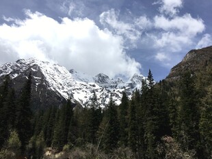 雪山下的葱郁森林