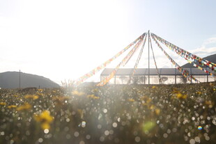 花海中的经幡与美丽光影