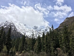 雪山下的茂密森林景观