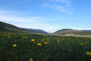 草原黄花美景 远山蓝天