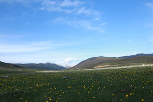 草原花海 蓝天白云美景