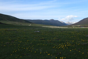 草原花海 远山蓝天美景