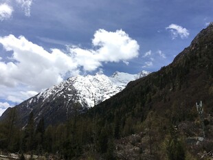 雪山下的葱郁山林