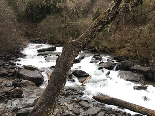 山间溪流与倒木景观