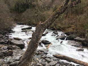山间湍急溪流与枯木