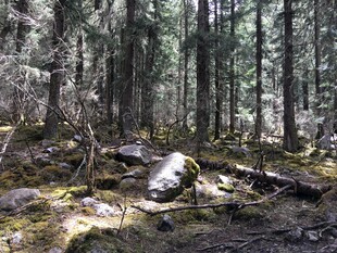 静谧森林中的自然景象