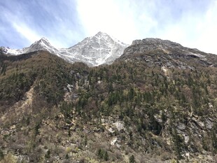 雪山下的茂密山林景观