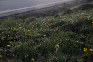 路边绽放的黄色小花