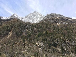 雪山下的葱郁山林