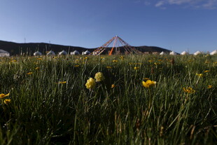 草原花海中的帐篷景观