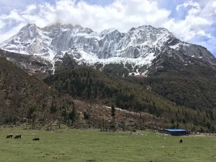 雪山下的翠绿草原风光