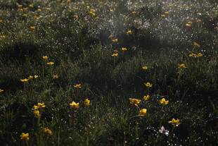 野外绽放的黄色小花