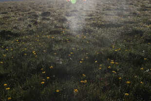 雾中绽放的黄色野花