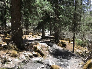 林间潺潺溪流自然美景