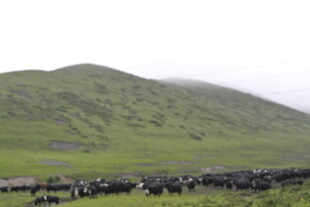 草原上的牲畜群