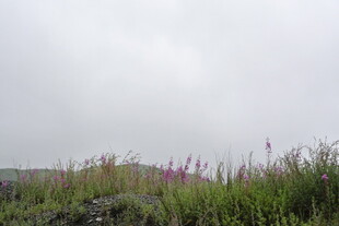 雾中草地野花景致