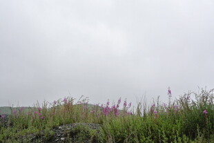 野外草地 天空阴沉