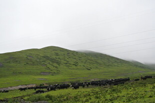 云雾缭绕的翠绿山丘