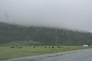 雨中公路旁的牧场景象