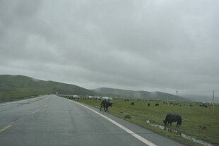 公路边草原上的悠闲牛群