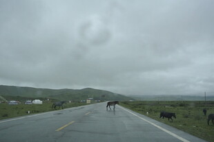 公路上漫步的牛群