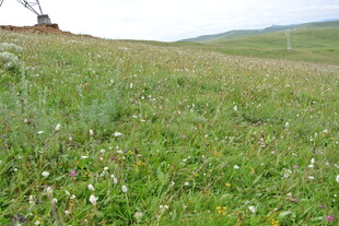 广袤草原上的零星小花