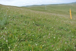 广袤草原上的清新绿意