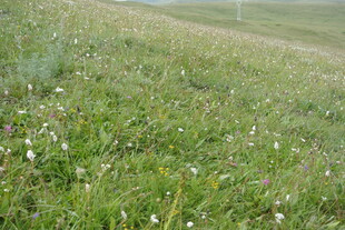 绿意盎然的草地野花景观